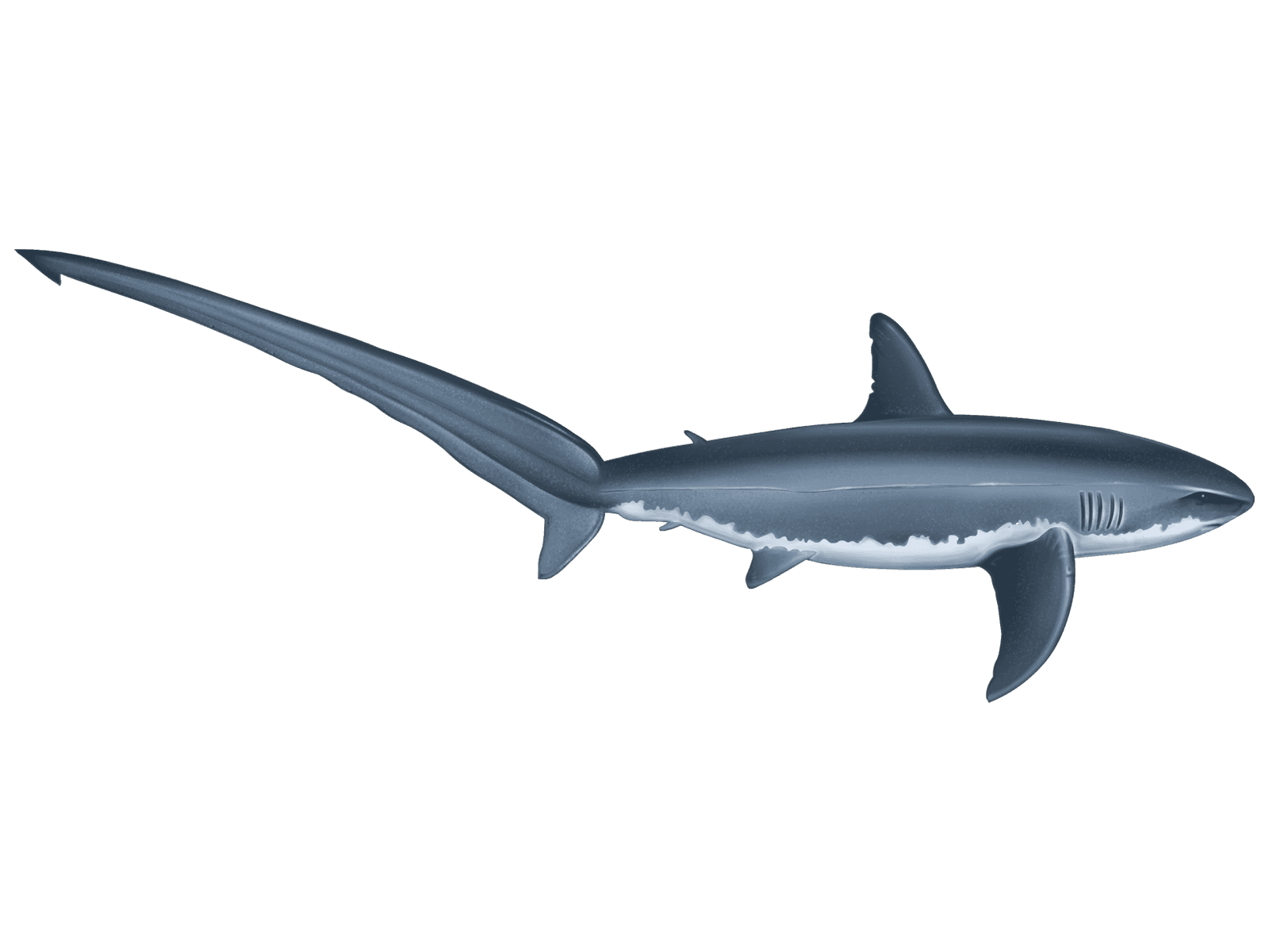 Thresher Shark